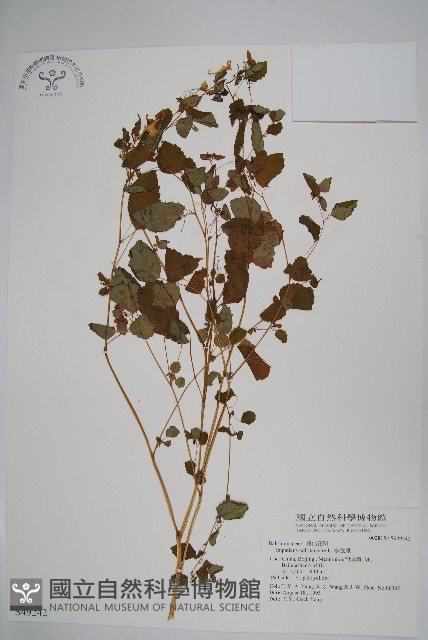 水金鳳藏品圖，第1張