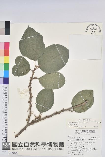 紅頭五月茶藏品圖，第1張