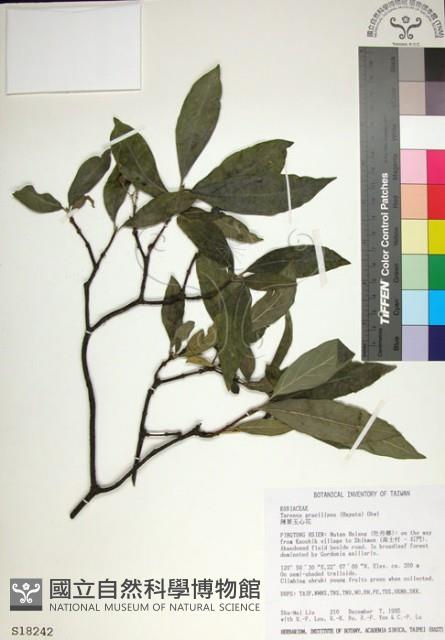 薄葉玉心花藏品圖，第1張