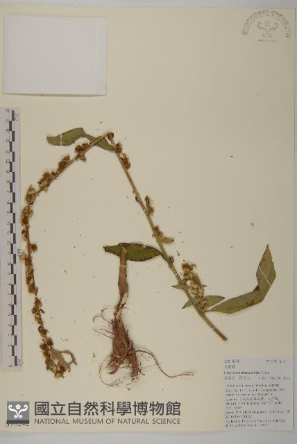 天名精藏品圖，第1張