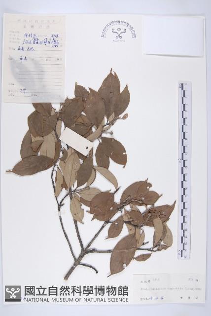 尖葉四照花藏品圖，第1張