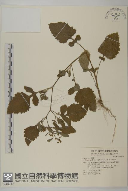 茯苓菜藏品圖，第1張