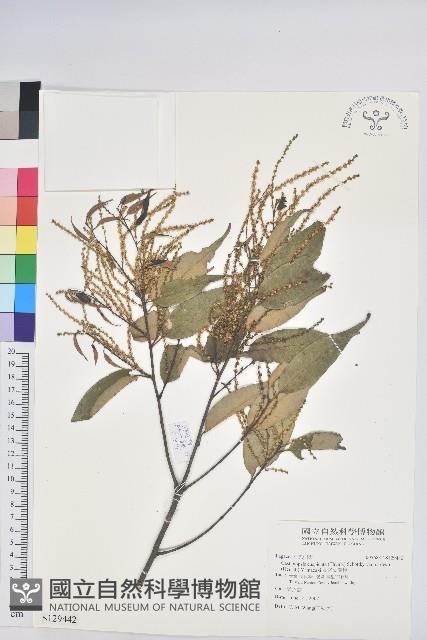 長尾尖葉櫧藏品圖，第1張