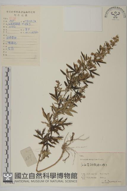 蒙古蒿藏品圖，第1張