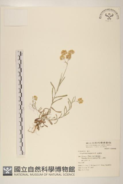 鼠麴舅藏品圖，第1張