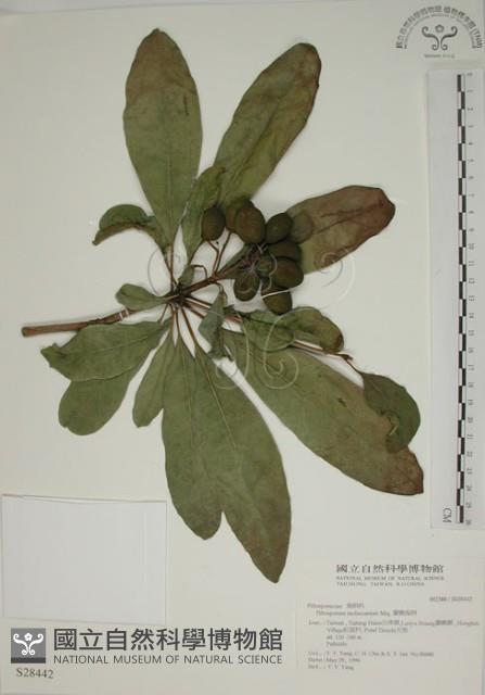 蘭嶼海桐藏品圖，第1張