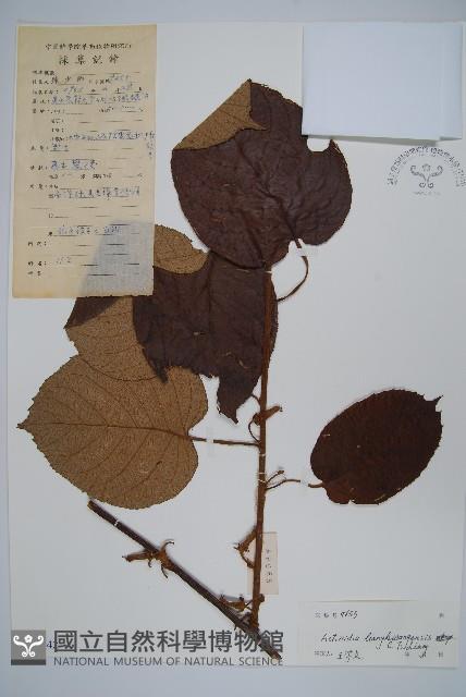 兩廣獼猴桃藏品圖，第1張