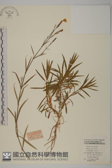 瞿麥藏品圖，第1張