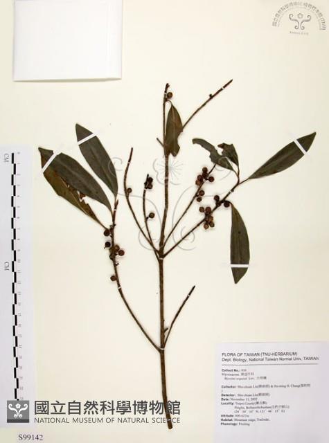 大明橘藏品圖，第1張