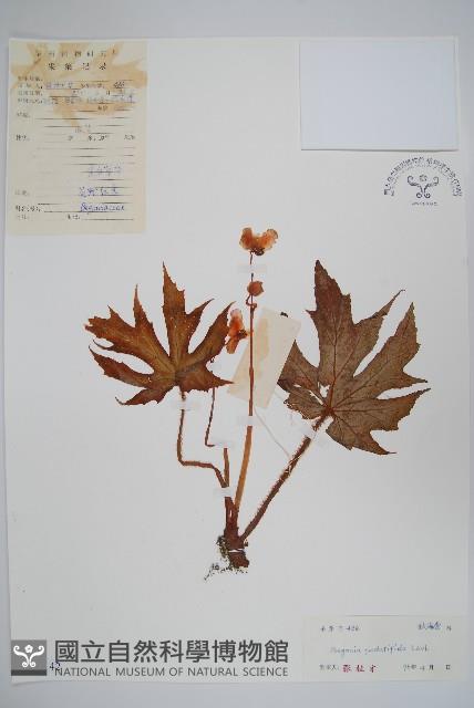 掌裂葉秋海棠藏品圖，第1張