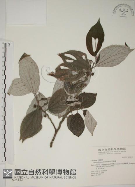 四脈麻藏品圖，第1張