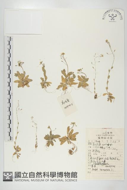 葶藶藏品圖，第1張