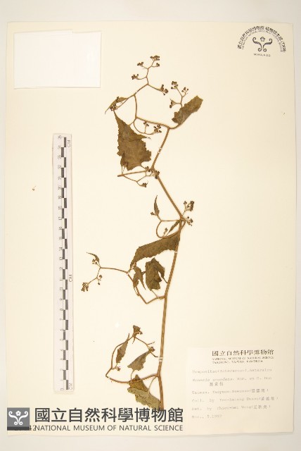 蔓黃菀藏品圖，第1張
