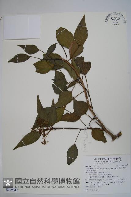 臺灣常春藤藏品圖，第1張