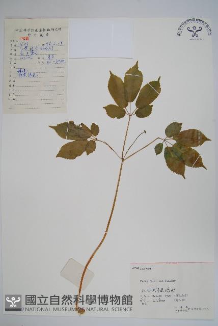 竹節參藏品圖，第1張