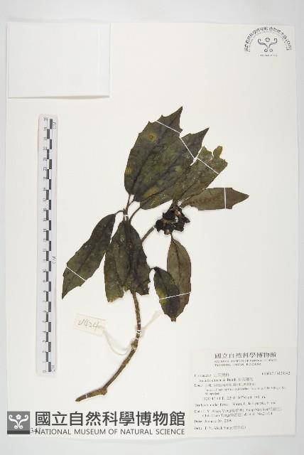 桃葉珊瑚藏品圖，第1張