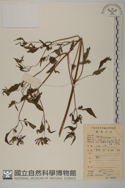 崗柃藏品圖，第1張