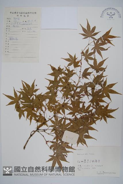 雞爪槭藏品圖，第1張