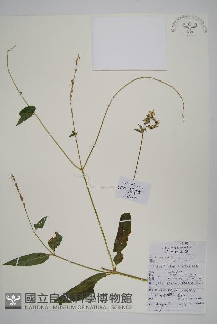 柳葉牛膝藏品圖，第1張