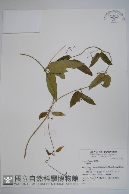 通天蓮藏品圖，第1張