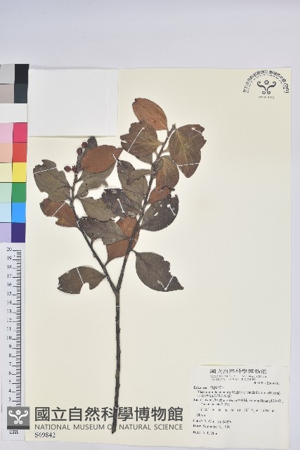珍珠花、長尾葉越橘藏品圖，第1張