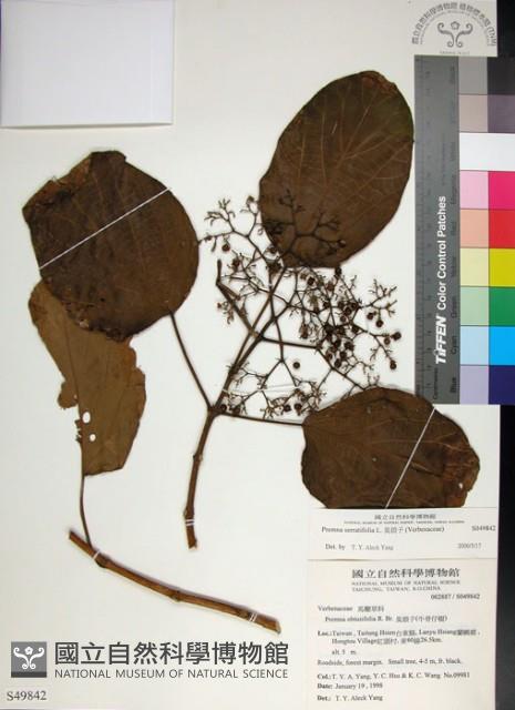 臭娘子藏品圖，第1張