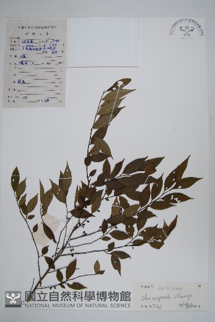 燈稱花、烏雞骨藏品圖，第1張