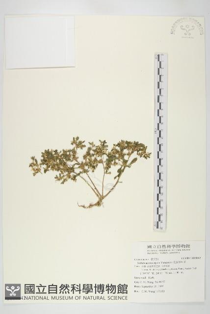 星果佛甲草藏品圖，第1張