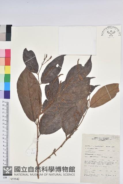 登錄號:S058842藏品圖，第1張