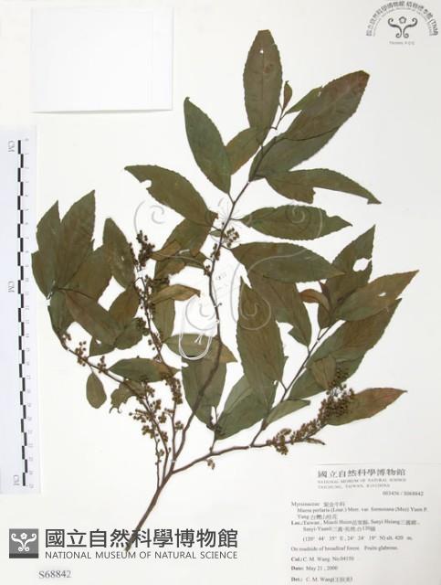 台灣山桂花藏品圖，第1張