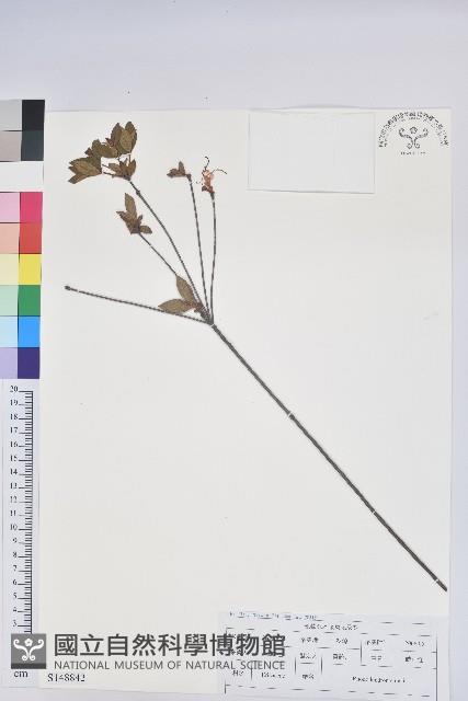 唐杜鵑、大屯杜鵑、中原氏杜鵑藏品圖，第1張