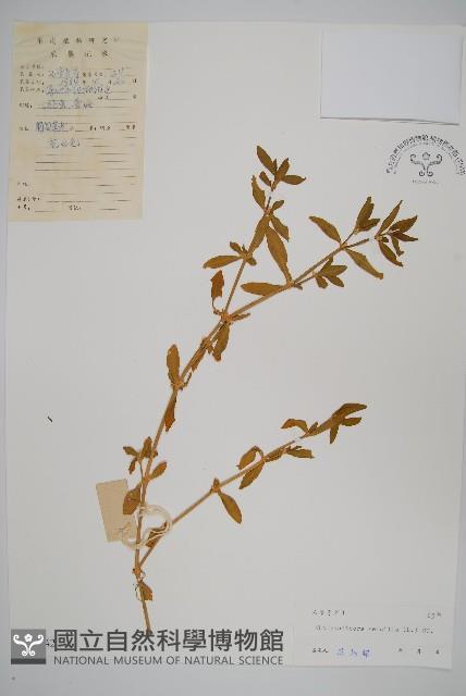 蓮子草藏品圖，第1張