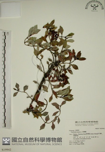 拎壁龍藏品圖，第1張