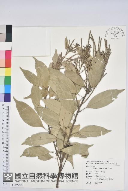 子彈石櫟藏品圖，第1張