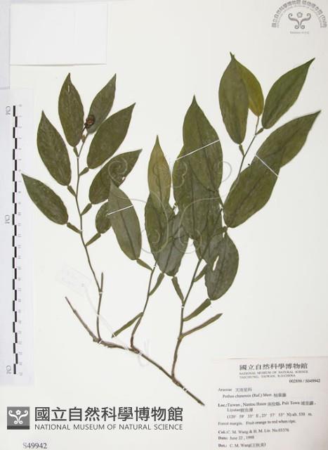 柚葉藤藏品圖，第1張