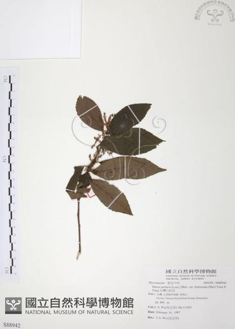 台灣山桂花藏品圖，第1張