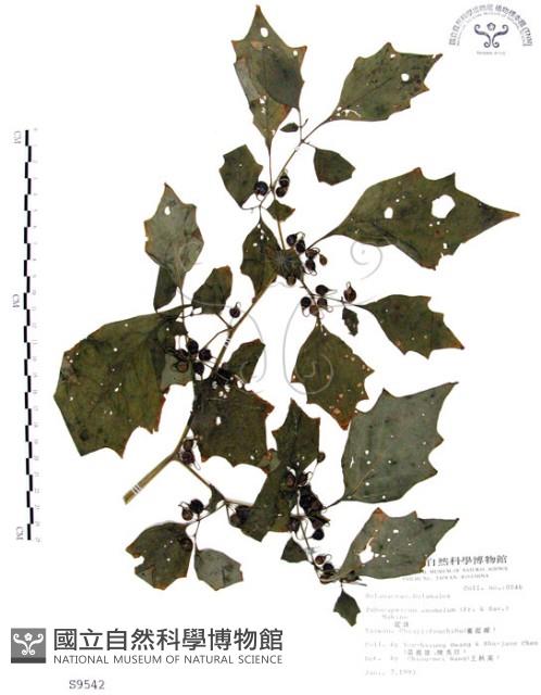 龍珠藏品圖，第1張