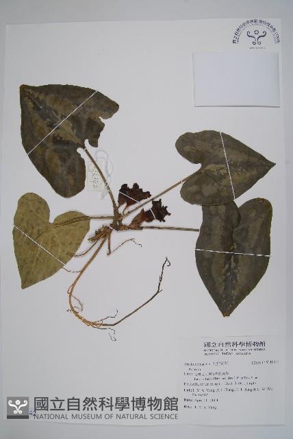 登錄號:S119542藏品圖，第1張