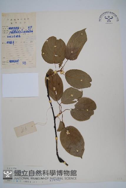 闊葉獼猴桃藏品圖，第1張