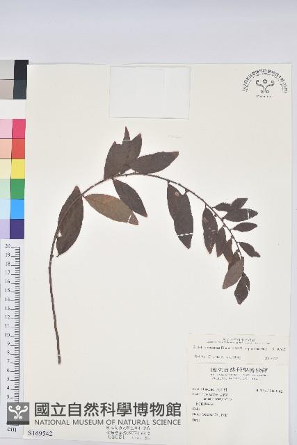 土密樹藏品圖，第1張