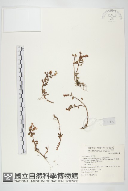 能高佛甲草藏品圖，第1張