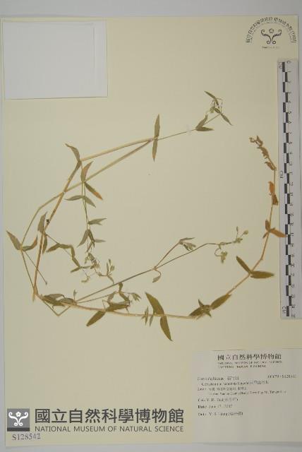 阿里山卷耳藏品圖，第1張