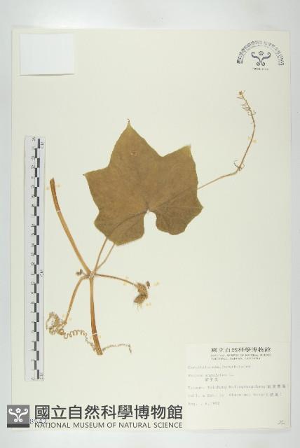 單子瓜、星瓜、刺果瓜藏品圖，第1張