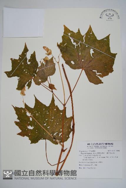 裂葉秋海棠、巒大秋海棠藏品圖，第1張