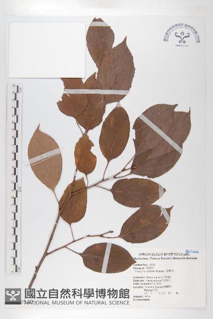 俄氏柿藏品圖，第1張