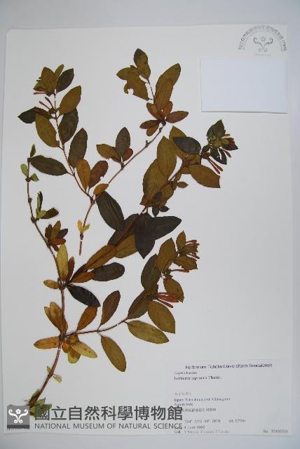 忍冬、金銀花藏品圖，第1張