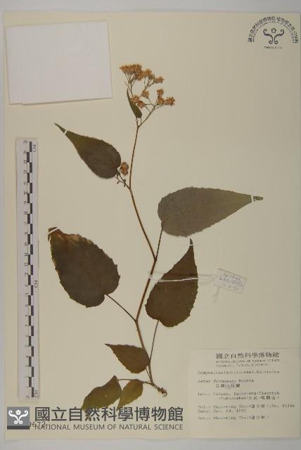 臺灣山白蘭藏品圖，第1張