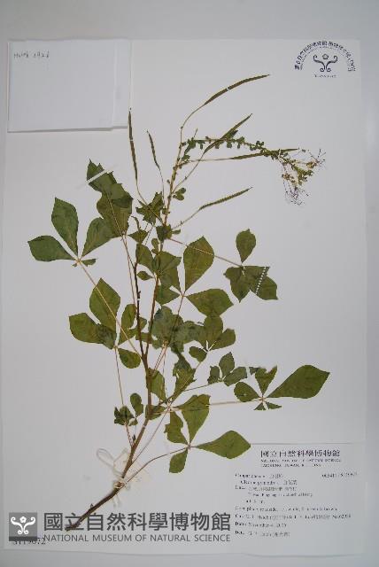 白花菜藏品圖，第1張