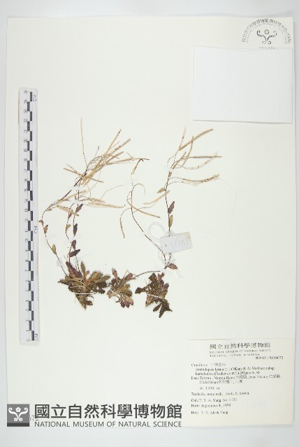 玉山筷子芥藏品圖，第1張