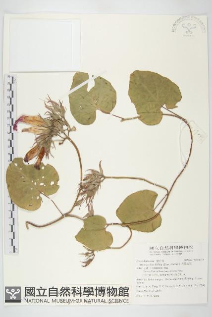 銳葉牽牛藏品圖，第1張